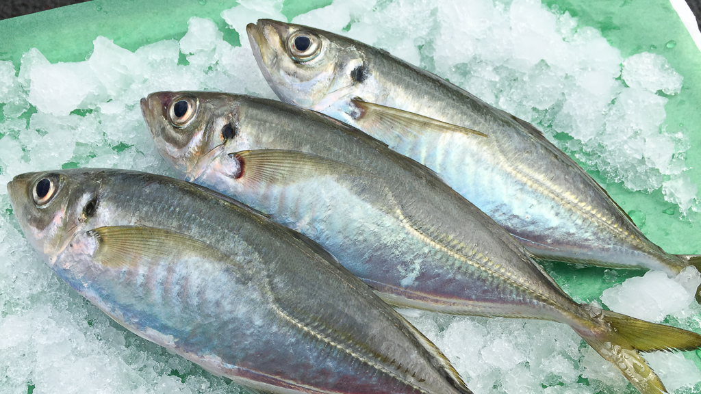 天然鯵 業務用活魚 鮮魚の仕入れ販売のさるがく水産
